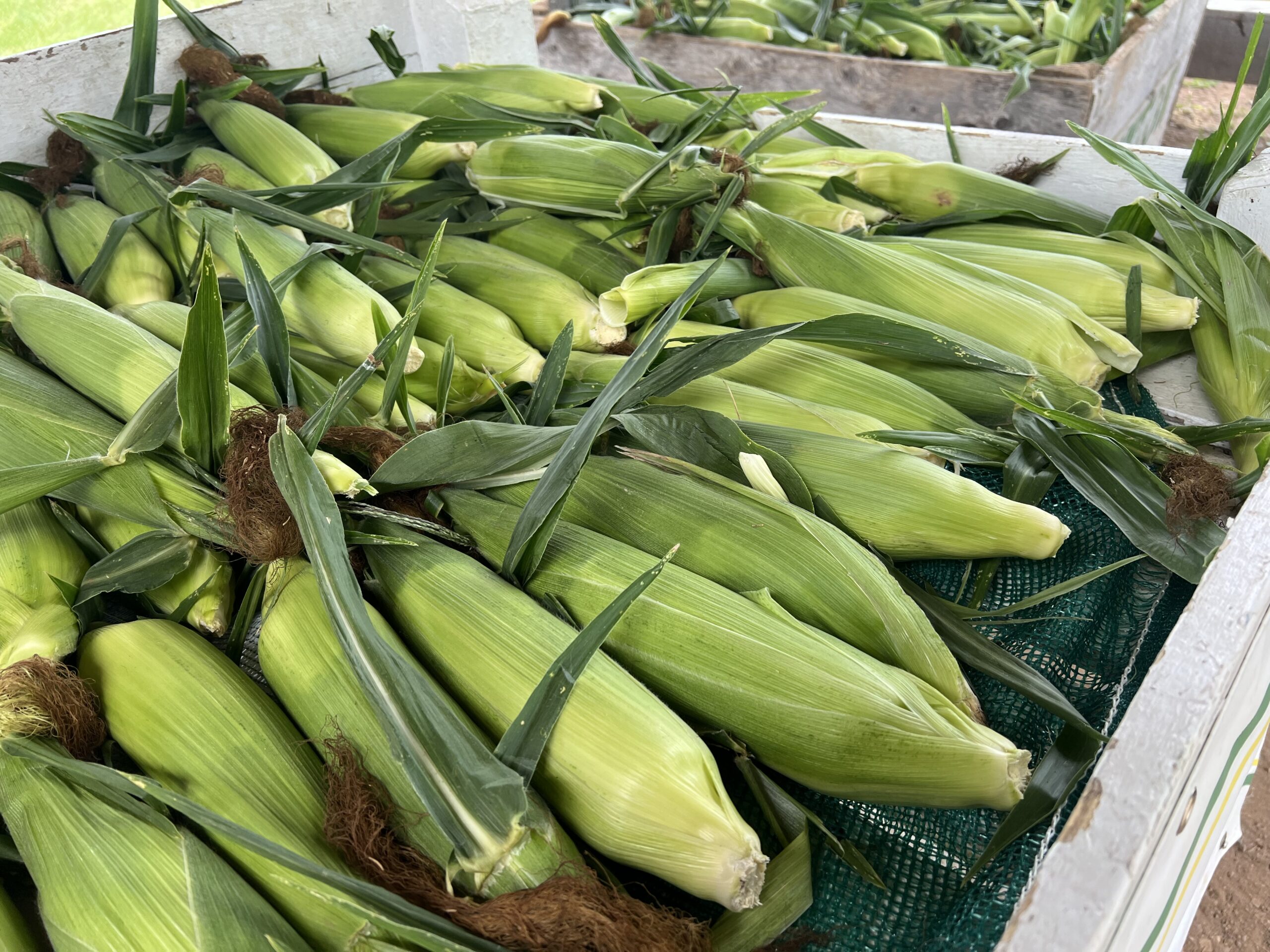 Annapolis Valley Corn