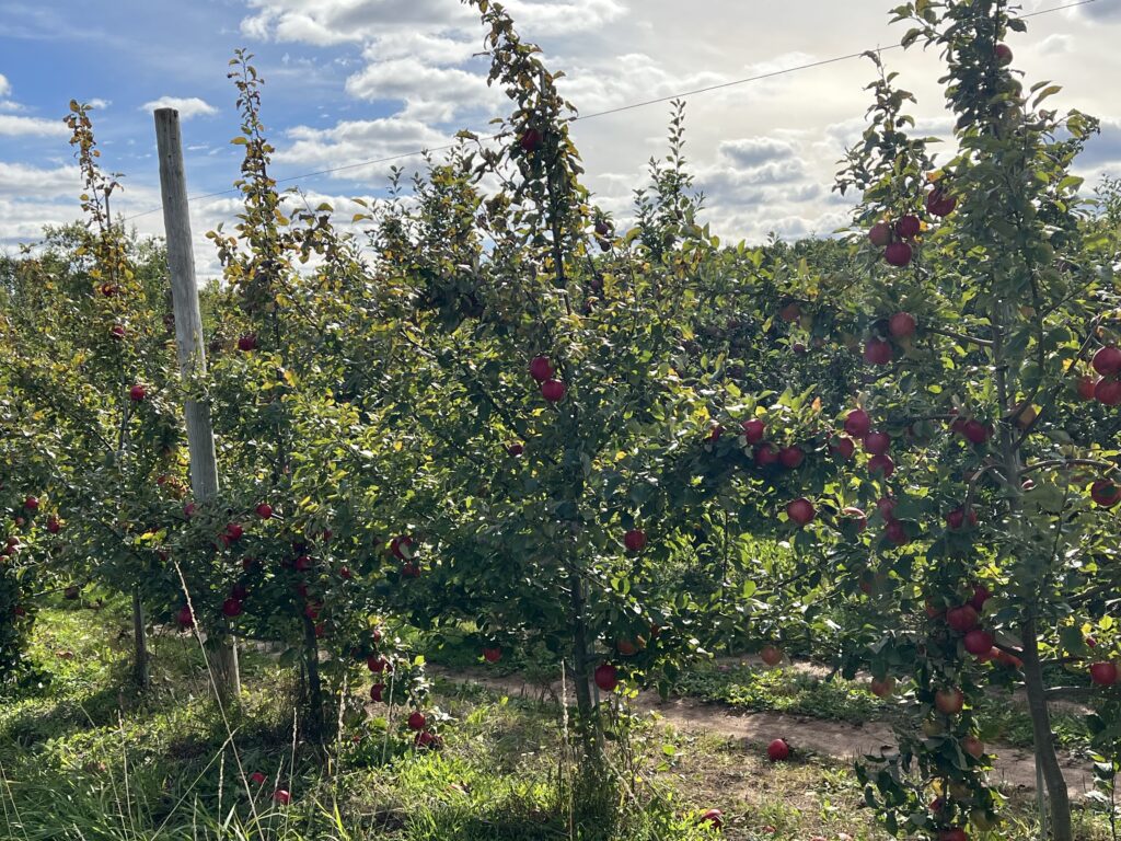 Apple trees ready for picking