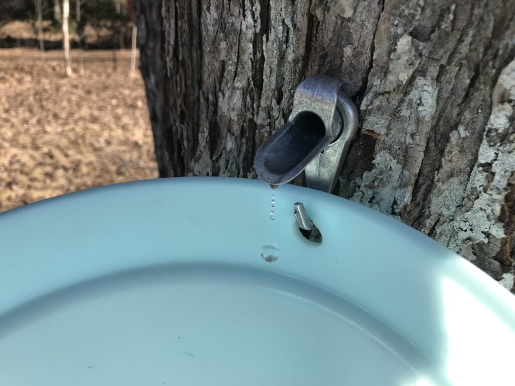 Maple Syrup Tapping